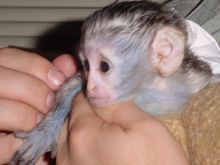 Well Trained Capuchin Monkeys Image eClassifieds4U