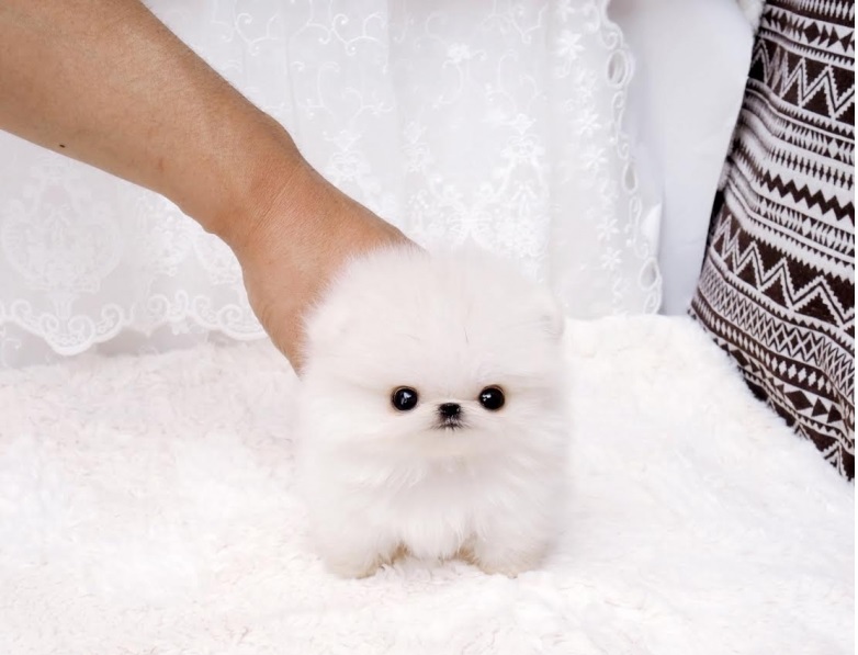 Oakville* Pomeranian puppies available sms (252) 678-5431 Image eClassifieds4u