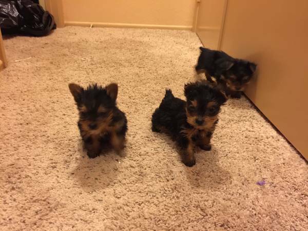 Quality Tiny Yorkie Puppies Text Me Via Image eClassifieds4u