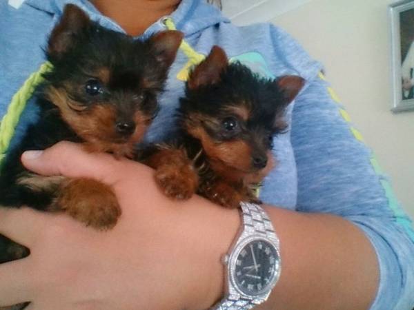 Very Tiny Teacup Yorkie Puppies Text Me Via 205 -671-8768 Image eClassifieds4u
