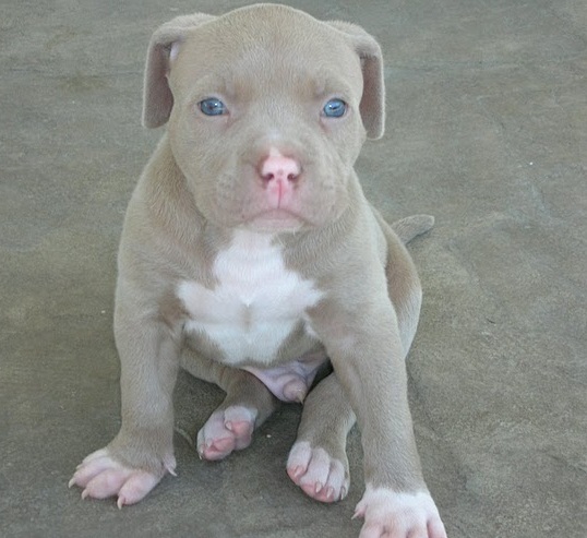 XXL 11 week Pitt Bull Terrier Puppies text us for details at (860) 470-4827 Image eClassifieds4u