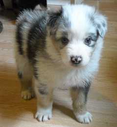 $$$ beautiful Australian shepherd puppies ## Image eClassifieds4u