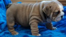 Akc registered English Bulldog puppies