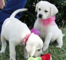 **Healthy Labrador Retriever Puppies***