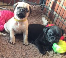 Report AdFantastic Fawn Pug Puppies For Adoption
