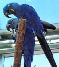 Beautiful and Talking Hyacinth Macaw Parrots for Adoption