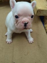 Beautiful French Bulldog Puppies For Sale