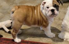 Beautiful Male English Bulldog - Full Of Love!