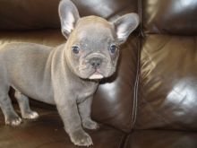 Blue French Bull Dog Puppie