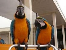 Blue, Gold Blue and Gold Macaw