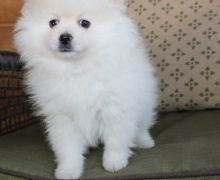 Breath Taking Pomeranian Puppy