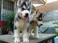 Cute and adorable Registered Siberian Husky puppies