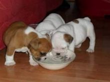 English Bulldog puppies ready now