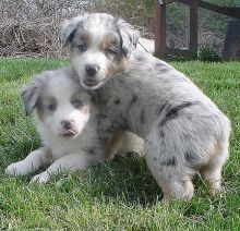 Fantastic and Cute Male and Female English bulldog Puppies ,,,,