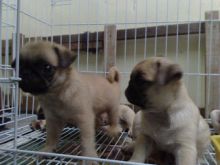 Fantastic Fawn Pug Puppies For Adoption