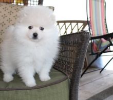 Female Pomeranian Puppy For Adoption