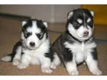 Male/female Siberian husky ♥ puppies♥ready now ♥