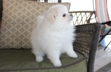 Good Looking Pomeranian Puppies for adoption