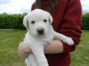 Healthy Labrador Retriever puppies to offer for free adoption 8 weeks old