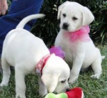 I have a male and female Labrador puppies to offer
