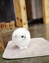 loving T-cup pomeranian puppies for your home