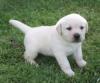 Male and Female Labrador Retrievers Puppies For Free Re homing***