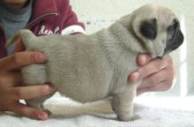 Male and Female Pug puppies Available now to rehome.