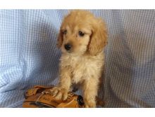 Manifigant and Cute Cockapoo Puppies For New Homes