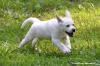 Playful white Labrador Puppies