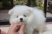 Pomeranian puppies for adoption