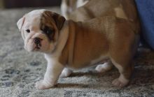 Purebred English Bulldog Puppies