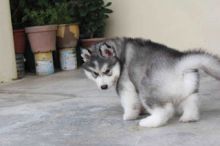 Sweet Siberian Husky Puppies $450.00