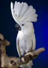 Talking cockatoo Parrots For Adoption