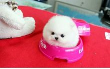 two Priceless White Pomeranian Puppies For free Adoption