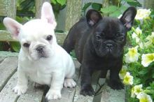 Very playful French Bulldog puppies