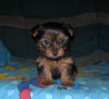 well trained Teacup Yorkie puppies