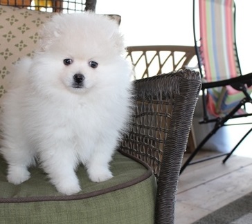Adorable Pedigree Pomeranian Puppies Ready Image eClassifieds4u