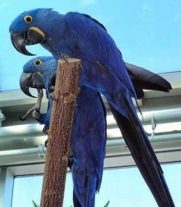 Beautiful and Talking Hyacinth Macaw Parrots for Adoption Image eClassifieds4u