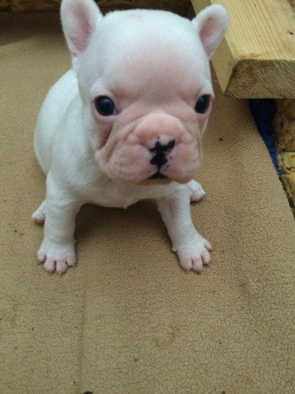 Beautiful French Bulldog Puppies For Sale Image eClassifieds4u