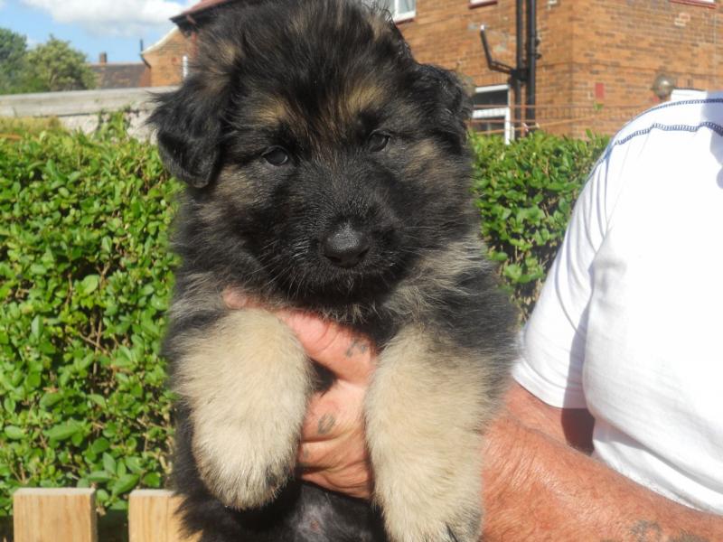 Beautiful litter of full German Shepard puppies Image eClassifieds4u