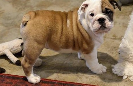 Cute Male and Female English Bulldog Puppies Image eClassifieds4u