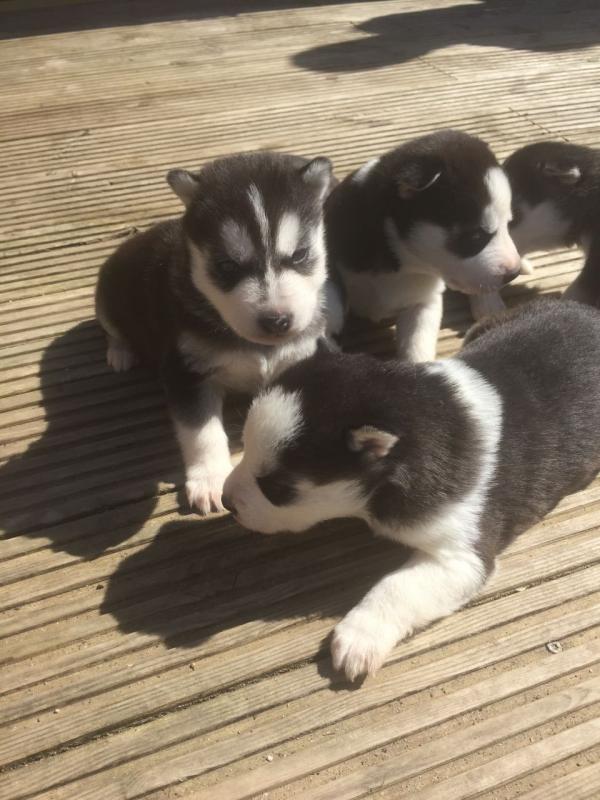 Cutest Siberian Husky puppies for New Homes. Image eClassifieds4u