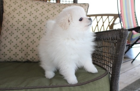 Little Paris Precious Black Pomeranian Puppy For Adoption Image eClassifieds4u