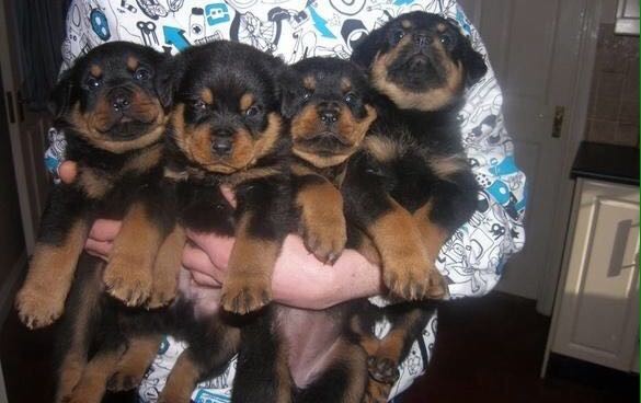 Littlers of Pure breed German Rottweiler Puppies Text me at ( 615-442-3283) Image eClassifieds4u