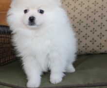 Beautiful white Maltese Puppies Available Image eClassifieds4U