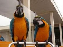 Blue, Gold Blue and Gold Macaw Image eClassifieds4U