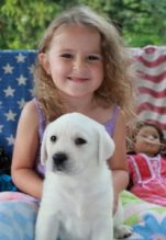 Gorgeous lab puppies available Image eClassifieds4U