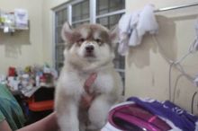 Sweet Siberian Husky Puppies $450.00 Image eClassifieds4u 2