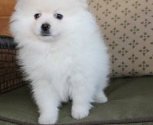 Toy-size and stander Pomeranian Puppies for Sale Image eClassifieds4U