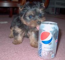 well trained Teacup Yorkie puppies Image eClassifieds4u 2